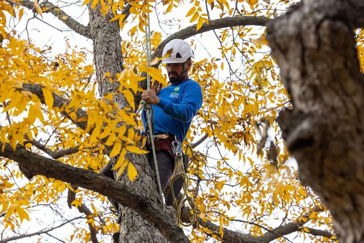 Skilled Tree Transplanting crew working in Greensboro