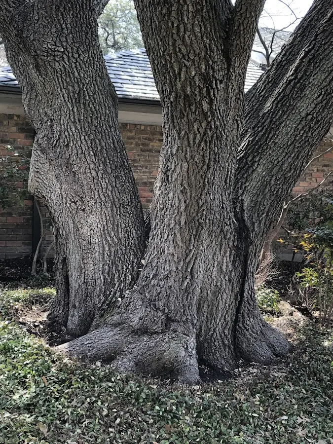 Mature heritage tree close to a Greensboro property cared for by certified arborists